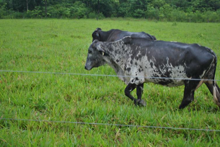 Imagem principal da Notícia