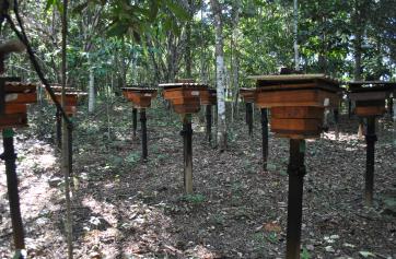 Imagens da Ação Meliponicultura
